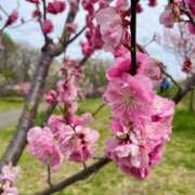 ヒメ日記 2025/05/08 21:42 投稿 このみ シークレットサービス