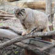 ヒメ日記 2026/01/29 16:39 投稿 レイナ Celeb Garden(セレブガーデン)