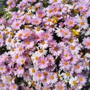 ヒメ日記 2026/03/23 12:26 投稿 花岡ましろ 東京不倫～とうきょうふりん～