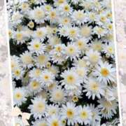 ヒメ日記 2026/05/16 13:38 投稿 花岡ましろ 東京不倫～とうきょうふりん～