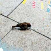 ヒメ日記 2026/07/13 12:58 投稿 花岡ましろ 東京不倫～とうきょうふりん～