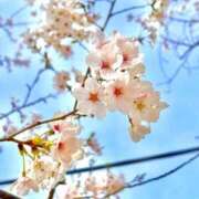 ヒメ日記 2025/04/08 08:03 投稿 みほ～マダム～ クラブレア南大阪