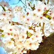 ヒメ日記 2025/04/10 08:33 投稿 みほ～マダム～ クラブレア南大阪