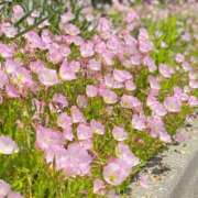 ヒメ日記 2025/03/29 07:33 投稿 のぞみ～マダム～ クラブレア南大阪