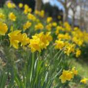 ヒメ日記 2025/04/12 12:33 投稿 のぞみ～マダム～ クラブレア南大阪