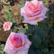 ヒメ日記 2025/11/01 06:27 投稿 原田 モアグループ所沢人妻城