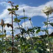 ヒメ日記 2025/11/05 07:48 投稿 原田 モアグループ所沢人妻城