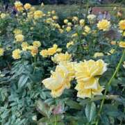 ヒメ日記 2025/11/05 19:48 投稿 原田 モアグループ所沢人妻城