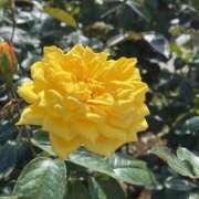 ヒメ日記 2025/11/07 19:18 投稿 原田 モアグループ所沢人妻城