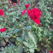 ヒメ日記 2025/11/15 21:36 投稿 原田 モアグループ所沢人妻城