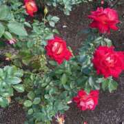 ヒメ日記 2025/11/16 18:48 投稿 原田 モアグループ所沢人妻城