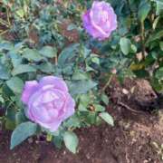 ヒメ日記 2025/11/18 18:36 投稿 原田 モアグループ所沢人妻城