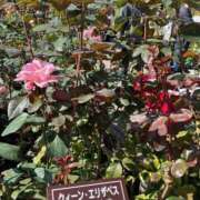 ヒメ日記 2025/11/19 06:48 投稿 原田 モアグループ所沢人妻城