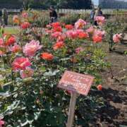 ヒメ日記 2025/11/19 20:57 投稿 原田 モアグループ所沢人妻城