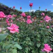 ヒメ日記 2025/11/20 21:27 投稿 原田 モアグループ所沢人妻城