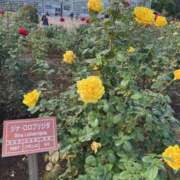 ヒメ日記 2025/11/22 18:03 投稿 原田 モアグループ所沢人妻城