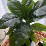 ヒメ日記 2025/11/29 18:36 投稿 原田 モアグループ所沢人妻城