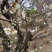 ヒメ日記 2026/01/23 09:57 投稿 原田 モアグループ所沢人妻城