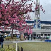 ヒメ日記 2025/03/31 12:46 投稿 さつき 沼津人妻花壇