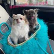 ヒメ日記 2025/08/16 12:56 投稿 さつき 沼津人妻花壇