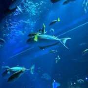 ヒメ日記 2025/01/24 22:29 投稿 羽田　あいか ベルサイユの薔薇