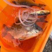 ヒメ日記 2025/04/25 00:29 投稿 望 Versailles