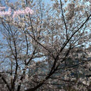 ヒメ日記 2026/03/31 08:45 投稿 れいな 奥鉄オクテツ東京店（デリヘル市場）