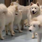 きりえ きりえ⚫10月シフト 世界のあんぷり亭 立川店