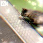 ヒメ日記 2024/12/10 19:36 投稿 みい sweet kiss