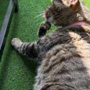 ヒメ日記 2025/06/30 13:39 投稿 みい sweet kiss