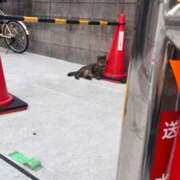 ヒメ日記 2025/07/29 19:29 投稿 みい sweet kiss