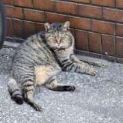 ヒメ日記 2025/08/25 19:39 投稿 みい sweet kiss