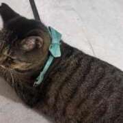 ヒメ日記 2025/08/28 19:29 投稿 みい sweet kiss