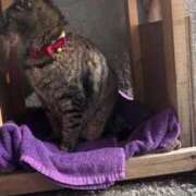 ヒメ日記 2026/01/11 13:39 投稿 みい sweet kiss