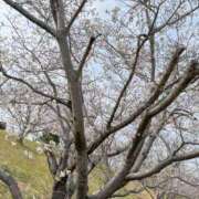 ヒメ日記 2026/04/11 09:15 投稿 アミ キャンディ(鹿児島)