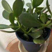 ヒメ日記 2026/03/14 12:04 投稿 ことぶき 池袋おかあさん