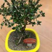 ヒメ日記 2026/03/14 17:27 投稿 ことぶき 池袋おかあさん