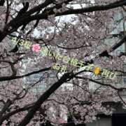 ヒメ日記 2026/04/04 10:34 投稿 ことぶき 池袋おかあさん