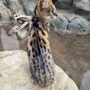 ヒメ日記 2025/02/10 09:58 投稿 ノン OPELA（オペラ）