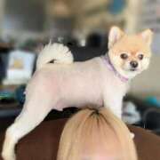 ヒメ日記 2026/03/19 09:15 投稿 今井 紫音（いまい しおん） 湯房すずめ