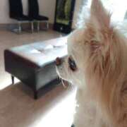 ヒメ日記 2025/01/17 06:45 投稿 小鳥遊 凛（たかなし りん） 湯房すずめ