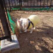 ヒメ日記 2025/01/18 08:30 投稿 小鳥遊 凛（たかなし りん） 湯房すずめ