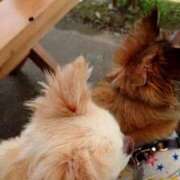 ヒメ日記 2025/01/20 16:30 投稿 小鳥遊 凛（たかなし りん） 湯房すずめ