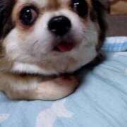 ヒメ日記 2025/02/05 11:45 投稿 小鳥遊 凛（たかなし りん） 湯房すずめ