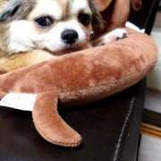 ヒメ日記 2025/03/11 00:57 投稿 小鳥遊 凛（たかなし りん） 湯房すずめ