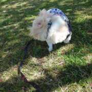 ヒメ日記 2025/05/01 09:55 投稿 小鳥遊 凛（たかなし りん） 湯房すずめ