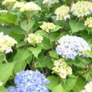 ヒメ日記 2025/06/08 23:23 投稿 小鳥遊 凛（たかなし りん） 湯房すずめ