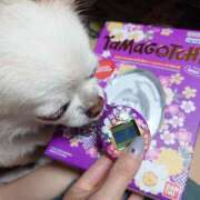 ヒメ日記 2025/07/26 14:39 投稿 小鳥遊 凛（たかなし りん） 湯房すずめ