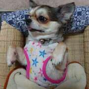 ヒメ日記 2025/08/08 21:57 投稿 小鳥遊 凛（たかなし りん） 湯房すずめ