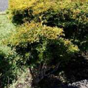 ヒメ日記 2025/09/06 10:15 投稿 小鳥遊 凛（たかなし りん） 湯房すずめ